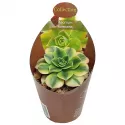 Aeonium (Aeonium floresens) w doniczce ø 6,5 cm
