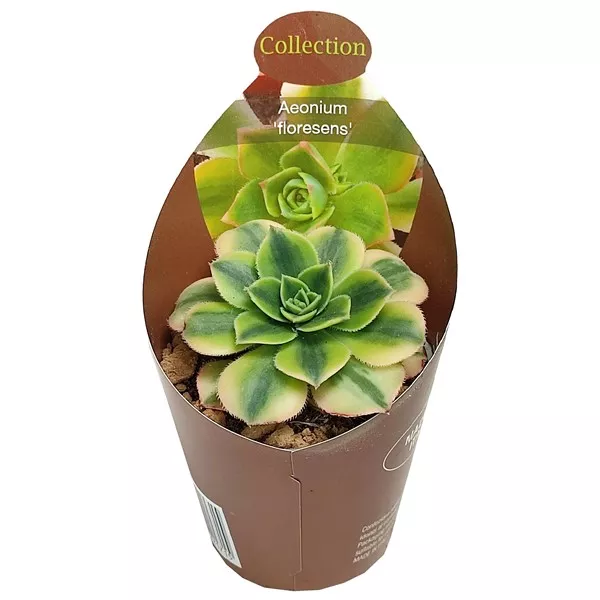 Aeonium (Aeonium floresens) w doniczce ø 6,5 cm