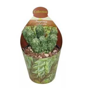 Peperomia (Peperomia columella) w doniczce ø 6,5 cm