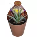 Kaktus (Leuchtenbergia principis) w doniczce ø 6,5 cm