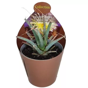 Kaktus (Leuchtenbergia principis) w doniczce ø 6,5 cm