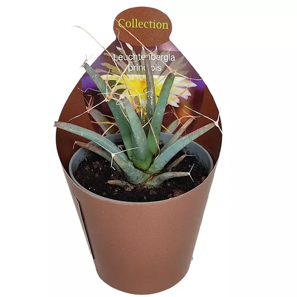 Kaktus (Leuchtenbergia principis) w doniczce ø 6,5 cm