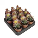 Kaktus (Leuchtenbergia principis) w doniczce ø 6,5 cm