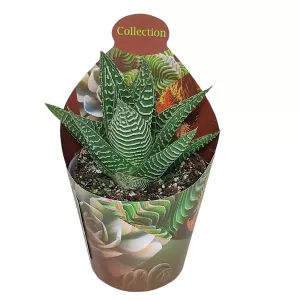Haworthia Spider White (Haworthia limifolia) w doniczce ø 6,5 cm