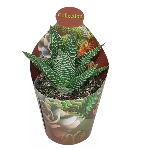 Haworthia Spider White (Haworthia limifolia) w doniczce ø 6,5 cm