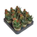 Haworthia Spider White (Haworthia limifolia) w doniczce ø 6,5 cm