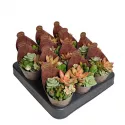 Sukulenty poker mix w doniczce ø 6,5 cm