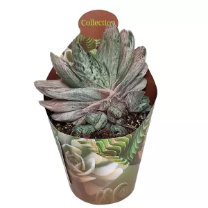 Gasteria Sakura Fuji (Gasteria) w doniczce ø 6,5 cm