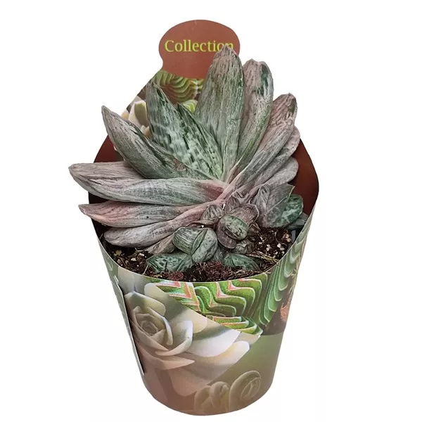 Gasteria Sakura Fuji (Gasteria) w doniczce ø 6,5 cm