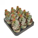 Gasteria Sakura Fuji (Gasteria) w doniczce ø 6,5 cm