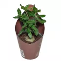 Focke (Fockea edulis) w doniczce ø 6,5 cm