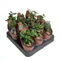 Focke (Fockea edulis) w doniczce ø 6,5 cm