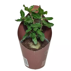 Focke (Fockea edulis) w doniczce ø 6,5 cm
