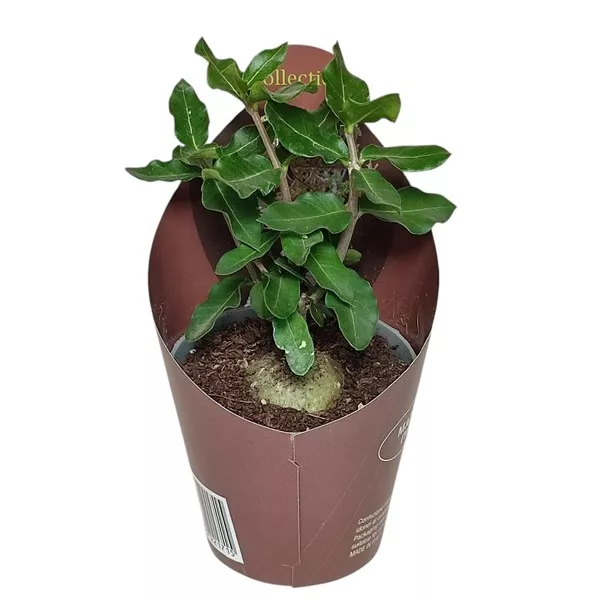 Focke (Fockea edulis) w doniczce ø 6,5 cm