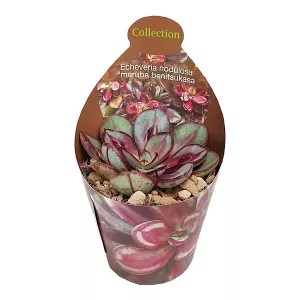 Echeveria Maruba Benitsukasa (Echeveria nodulosa) w doniczce ø 6,5 cm