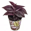 Tradescantia Purple Passion (Tradescantia zebrina) w doniczce ø 6,5 cm