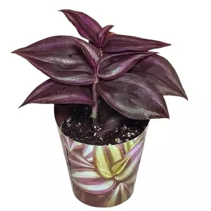 Tradescantia Purple Passion (Tradescantia zebrina) w doniczce ø 6,5 cm