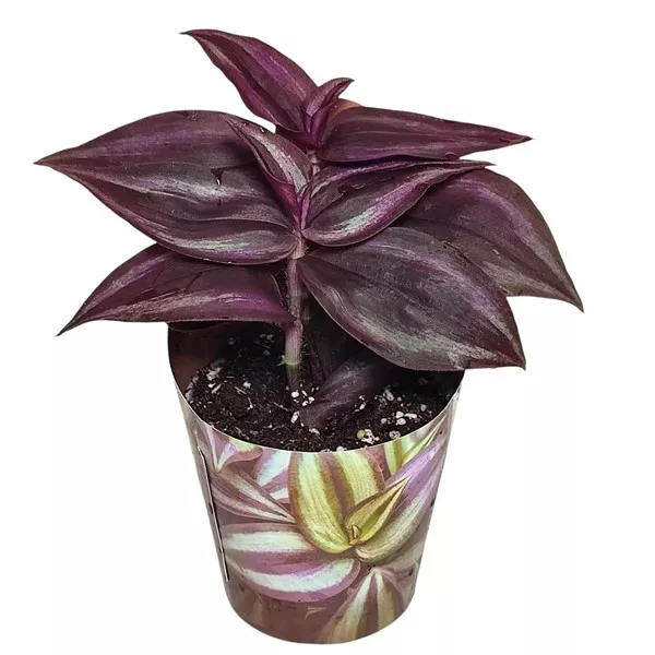 Tradescantia Purple Passion (Tradescantia zebrina) w doniczce ø 6,5 cm