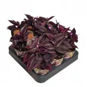 Tradescantia Purple Passion (Tradescantia zebrina) w doniczce ø 6,5 cm