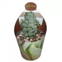 Crassula Ivory Pagoda (Crassula) w doniczce ø 6,5 cm
