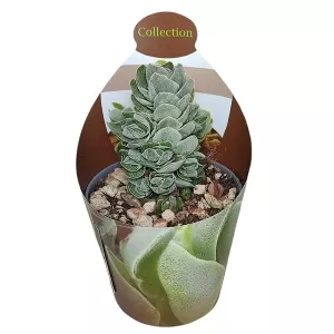 Crassula Ivory Pagoda (Crassula) w doniczce ø 6,5 cm