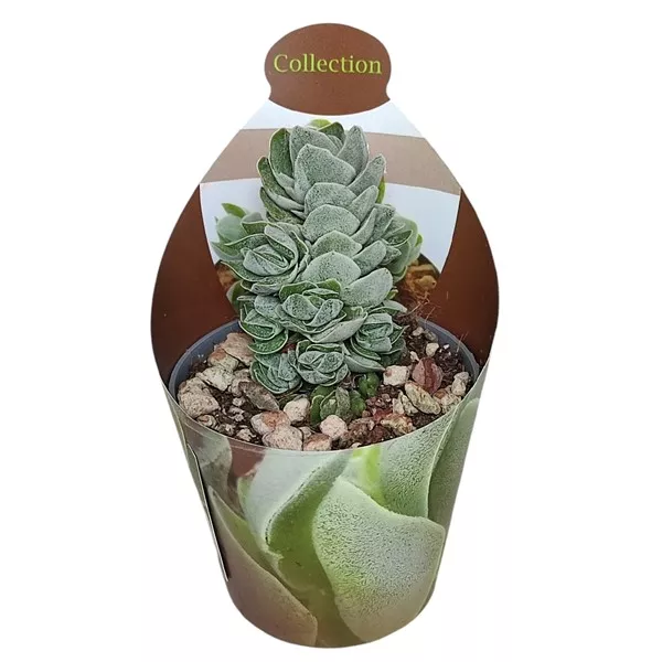 Crassula Ivory Pagoda (Crassula) w doniczce ø 6,5 cm