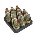 Crassula Ivory Pagoda (Crassula) w doniczce ø 6,5 cm