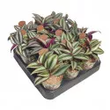 Tradescantia (Tradescantia zebrina) w doniczce ø 6,5 cm