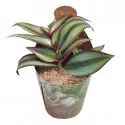 Tradescantia (Tradescantia zebrina) w doniczce ø 6,5 cm