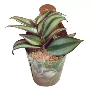 Tradescantia (Tradescantia zebrina) w doniczce ø 6,5 cm