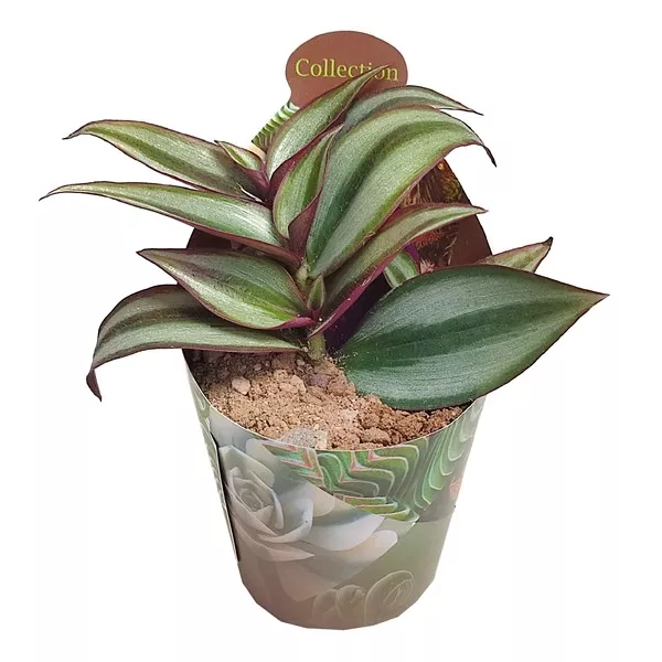 Tradescantia (Tradescantia zebrina) w doniczce ø 6,5 cm