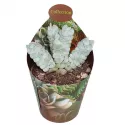 Crasulla Deceptor (Crassula) w doniczce ø 6,5 cm
