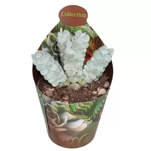 Crasulla Deceptor (Crassula) w doniczce ø 6,5 cm