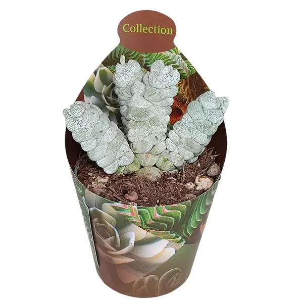 Crasulla Deceptor (Crassula) w doniczce ø 6,5 cm