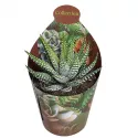 Haworthia Royal Alber (Haworthia fasciata) w doniczce ø 6,5 cm