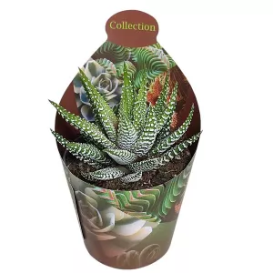 Haworthia Royal Alber (Haworthia fasciata) w doniczce ø 6,5 cm