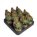 Haworthia Royal Alber (Haworthia fasciata) w doniczce ø 6,5 cm