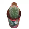 Kaktus (Notocactus leninghausii albispinus) w doniczce ø 6,5 cm