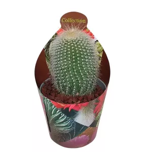 Kaktus (Notocactus leninghausii albispinus) w doniczce ø 6,5 cm