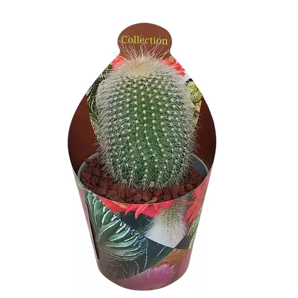 Kaktus (Notocactus leninghausii albispinus) w doniczce ø 6,5 cm