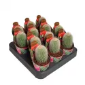 Kaktus (Notocactus leninghausii albispinus) w doniczce ø 6,5 cm