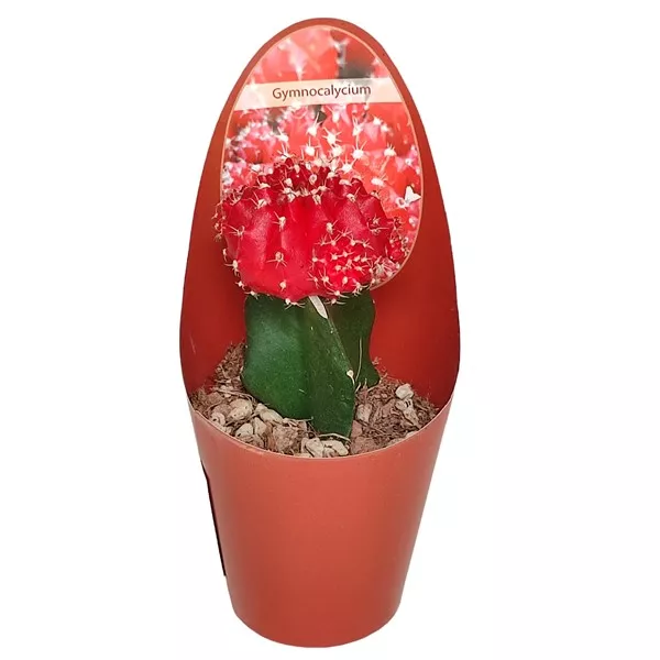 Kaktus czerwony (Gymnocalycium) w doniczce ø 6,5 cm