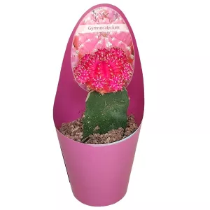 Kaktus fuchs (Gymnocalycium) w doniczce ø 6,5 cm