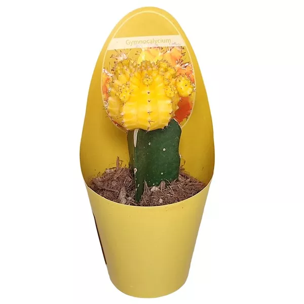 Kaktus żółty (Gymnocalycium) w doniczce ø 6,5 cm