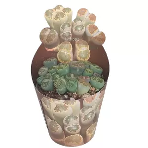 Żywy kamień (Lithops) w doniczce ø 6,5 cm