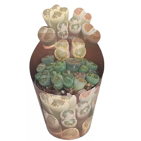 Żywy kamień (Lithops) w doniczce ø 6,5 cm