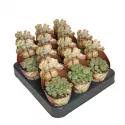 Żywy kamień (Lithops) w doniczce ø 6,5 cm