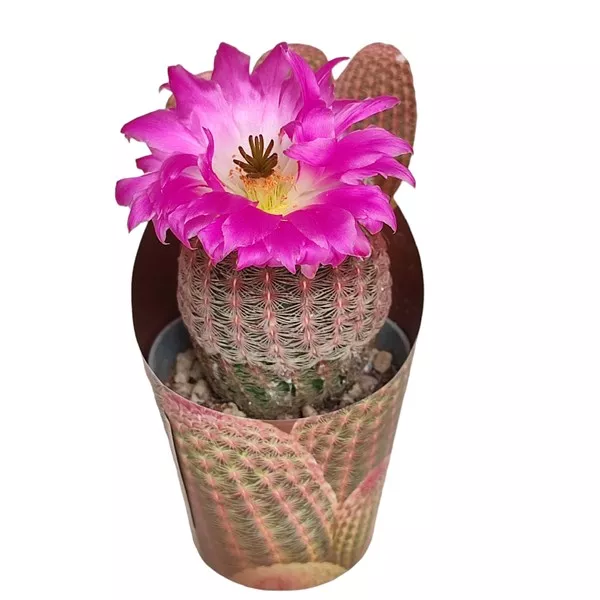 Kaktus (Echinocereus rigidissimus rubrispinus) w doniczce ø 6,5 cm