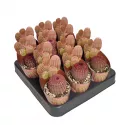 Kaktus (Echinocereus rigidissimus rubrispinus) w doniczce ø 6,5 cm