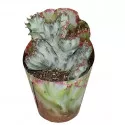 Kaktus White Ghost (Euphorbia lactea crestata) w doniczce ø 6,5 cm